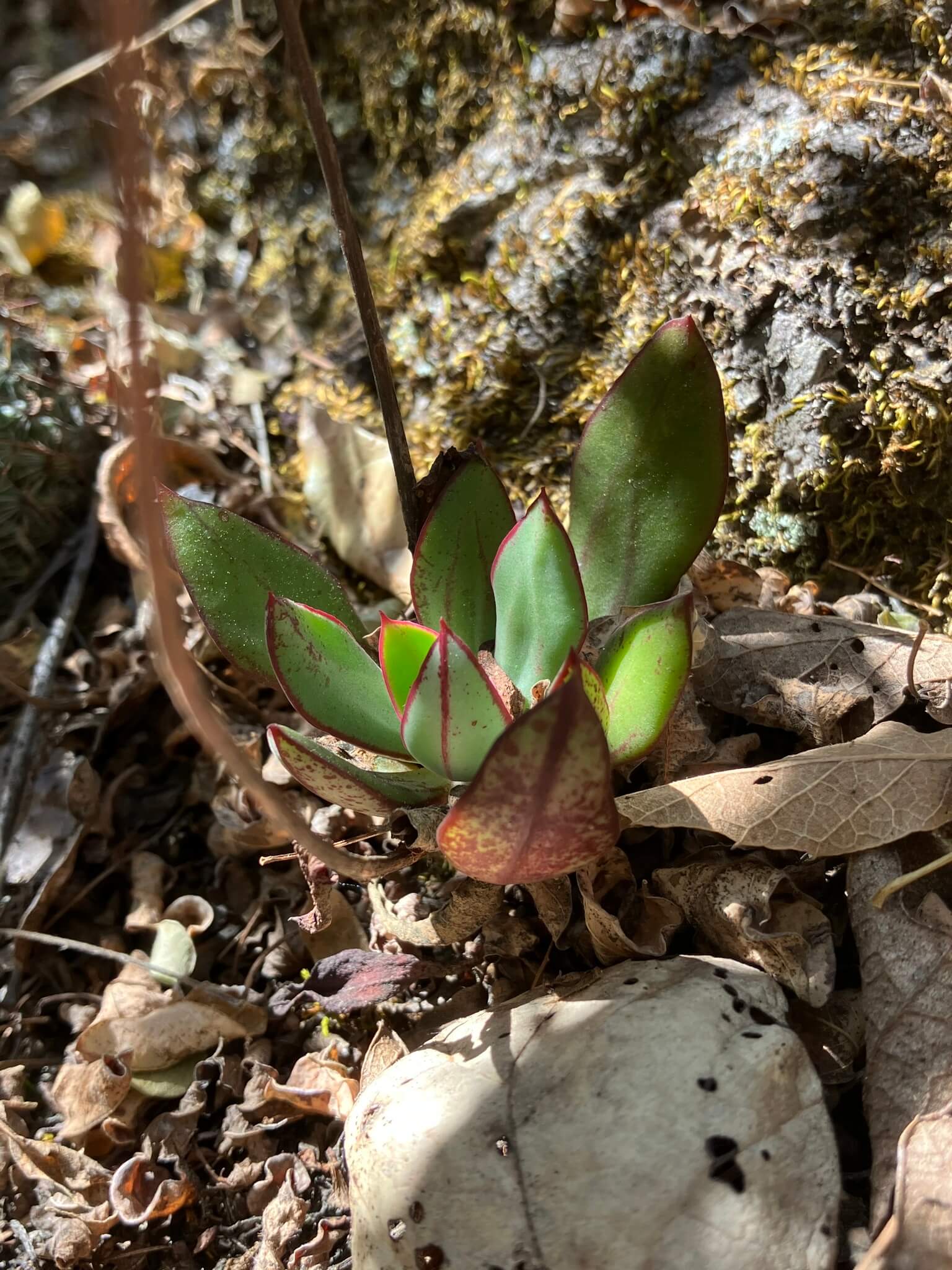 Echeveria nodulosa